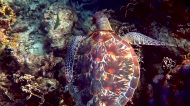 Tropikal mercanlar ve balıklar arasında yüzen vahşi deniz kaplumbağasının sualtı çekimi. Su canlıları, okyanus sürüngenleri doğal ortamlarında. Vahşi yaşam doğası.