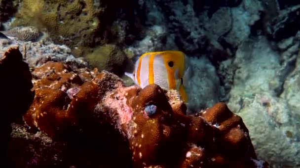 Copperband Vlindervis Chelmon Rostratus Vis Met Lange Neus Andaman Sea — Stockvideo