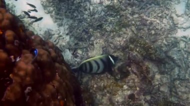 Tayland 'daki mercan resiflerinde altı bantlı melek balığı ya da Pomacanthus sexstriatus sualtı videosu. Dalış ve şnorkelle yüzerken çizgili deniz balığı. Vahşi yaşamın derin okyanus dünyasının sualtı videosu. Ekonomi kavramını kaydet