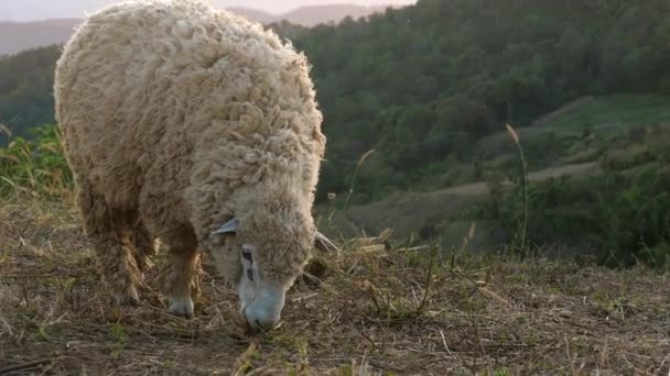 Schafe Der Natur Auf Der Weide Landwirtschaft Freien Fütterung Nutztierweide — Stockvideo