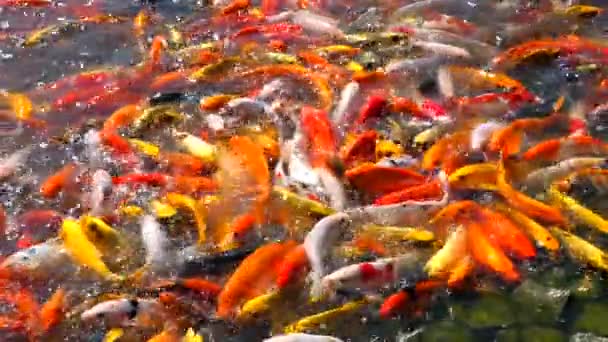Coloridos Peces Koi Nadando Estanque Peces Decorativos Flotan Estanque Tiempo — Vídeos de Stock