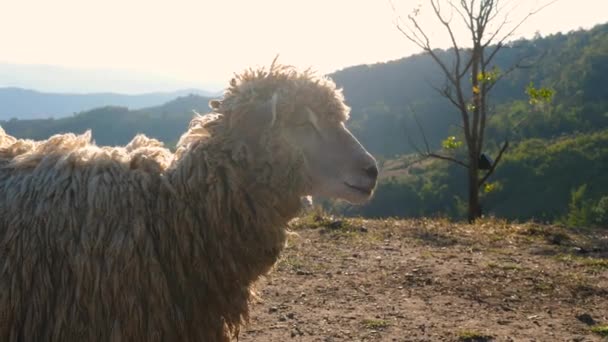 Милые Овцы Стоят Поле Между Горой Летнем Солнечном Свете Wooly — стоковое видео