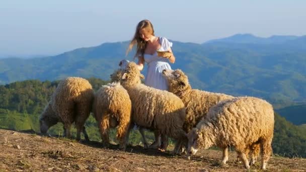 Çayırda Koyunları Besleyen Heyecanlı Genç Bir Kadın Açık Havada Çiftçilik — Stok video
