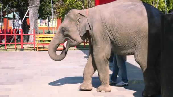 Verwendung Von Tieren Als Zirkus Und Touristische Unterhaltung Kleines Elefantenbaby — Stockvideo