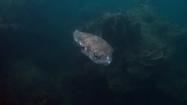 Stor Piggsvinsfisk Som Simmar Tropiskt Saltvatten Undervattensvärld Med Söta Blåsfiskar — Stockvideo