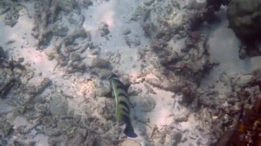 Şnorkelle yüzmek ya da Tayland 'da dalmak. Altı bantlı melek balığı ya da mercan resiflerinde Pomacanthus seksstriatus. Vahşi doğada çizgili deniz balığı. Vahşi yaşamın derin okyanus dünyasının sualtı videosu. Ekonomi kavramını kaydet