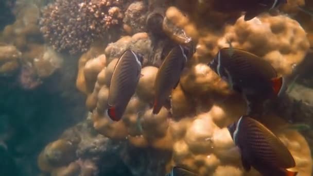 Recifes Corais Com Peixes Tropicais Snorkel Mergulho Água Mar Tropical — Vídeo de Stock