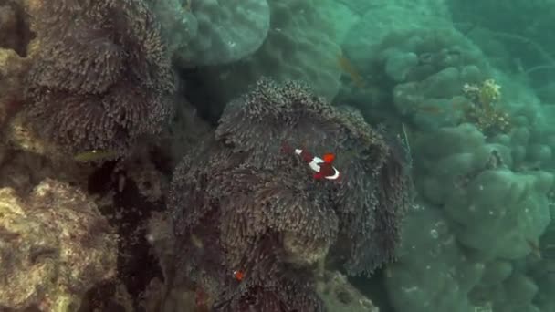 Video Submarino Peces Marinos Arrecife Tropical Vida Salvaje Marina Colorido — Vídeo de stock