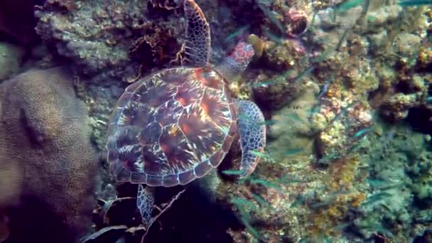 熱帯サンゴや魚の間で野生のウミガメの水泳の映画水中ショット 水生海洋生物 彼らの自然の生息地での海爬虫類 野生生物 — ストック動画