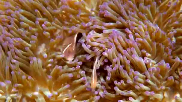Różowy Skunks Clownfish Lub Anemonefish Wśród Różowego Plastra Anemon Ciepłych — Wideo stockowe
