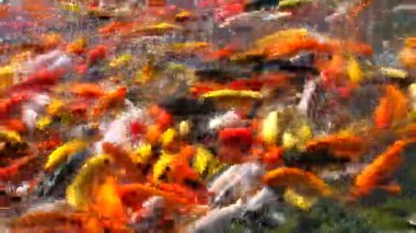 Gölette yüzen renkli koi balığı. Japon tema parkında beslenen büyük bir balık grubu. Balık çiftliğindeki süslü sazan balığı. Satılık ya da üremek için elit balık çeşitlerinin yetiştirilmesi