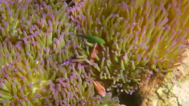Söt Anemonfisk Som Gömmer Sig Korallrevet Närbild Vackra Färg Clownfisk — Stockvideo