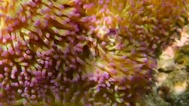 サンゴ礁に隠れてかわいいイソギンチャク アネモネの美しい色のクマノミ 熱帯のサンゴ礁のイソギンチャクを閉じます 熱帯魚と素晴らしいと美しい水中世界 シュノーケリング — ストック動画