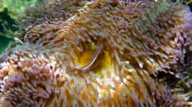 Mercan resifinde saklanan tatlı deniz şakayığı balığı. Deniz şakayığındaki güzel renkli palyaço balıklarına, tropikal mercan resiflerindeki şakayıklara yakın durun. Tropikal balıkların olduğu harika ve güzel sualtı dünyası. Şnorkelleme