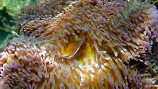 Aranyos Anemone Hal Rejtőzik Korallzátonyon Közelkép Gyönyörű Színű Bohóchal Anemone — Stock videók