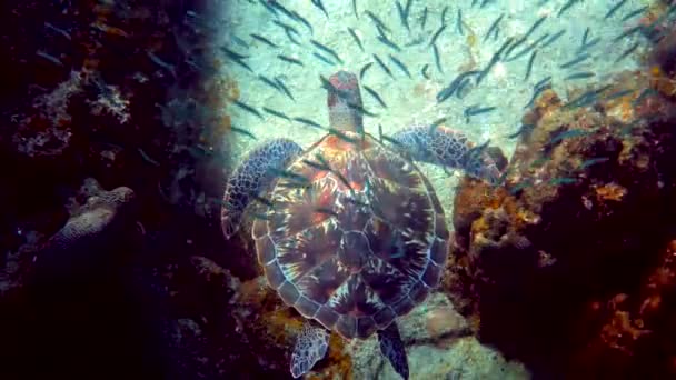 Sea Turtle Swims Water Small Tropical Fishes Background Coral Reefs — Stock Video