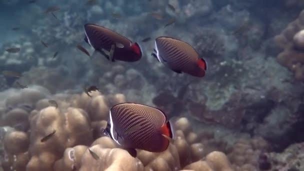 Korálový Útes Tropickými Rybami Šnorchlování Nebo Potápění Tropické Mořské Vodě — Stock video