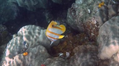 Bakır bant Kelebek balığı ya da Andaman Denizi, Tayland 'da uzun burunlu chelmon rostratus balığı. Tropikal mercanlar arasında yüzen güzel sarı çizgili balıklar. Deniz yaban hayatı. Su altı videosu.