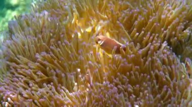 Tayland 'ın sıcak, tropikal sularında pembe anemon kuşağı arasında pembe kokarca palyaço balığı ya da anemonik. Deniz şakayığı dokunaçlarında yaşayan şirin küçük balıklar. Güneydoğu Asya tropikal deniz suyu.