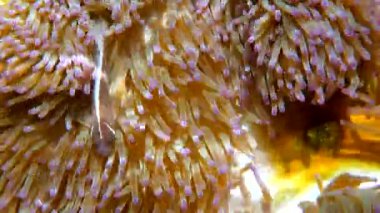 Tayland 'ın sıcak, tropikal sularında pembe anemon kuşağı arasında pembe kokarca palyaço balığı ya da anemonik. Deniz şakayığı dokunaçlarında yaşayan şirin küçük balıklar. Güneydoğu Asya tropikal deniz suyu.