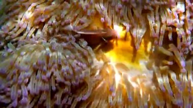 Tayland 'ın sıcak, tropikal sularında pembe anemon kuşağı arasında pembe kokarca palyaço balığı ya da anemonik. Deniz şakayığı dokunaçlarında yaşayan şirin küçük balıklar. Güneydoğu Asya tropikal deniz suyu.