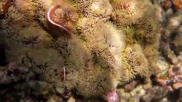 Ροζ Κουνάβι Clownfish Anemonefish Μεταξύ Ροζ Έμπλαστρο Anemone Ζεστά Τροπικά — Αρχείο Βίντεο