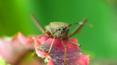 Squash bug insect sitting on blade of green grass. Close-up shot bugs unique features, macro of bug face with whiskers looking at camera. Perfect for educational, agricultural or nature-related