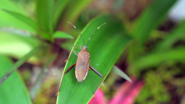 Squash Bug Insect Sitting Blade Green Grass Close Shot Highlights — Stock video