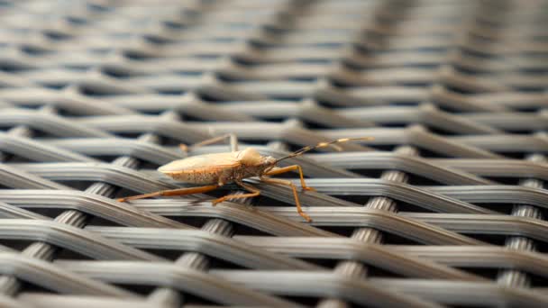 Squash Bug Insect Sitting Rattan Chair Close Shot Highlights Bugs — Video