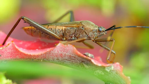 Squash bug insect sitting on blade of green grass. Close-up shot highlights bugs unique features, movement and behavior. Perfect for educational, agricultural or nature-related projects