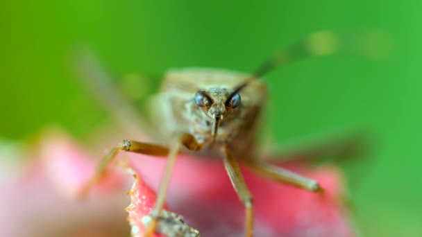 緑の草の刃の上に座っている虫虫をスクワッシュします クローズアップショットのバグユニークな機能 カメラを見てウィスカとバグの顔のマクロ 自然関連に最適です — ストック動画