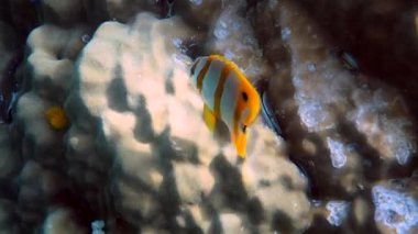 Bakır bant Kelebek balığı ya da Andaman Denizi, Tayland 'da uzun burunlu chelmon rostratus balığı. Tropikal mercanlar arasında yüzen güzel sarı çizgili balıklar. Deniz yaban hayatı. Su altı videosu.