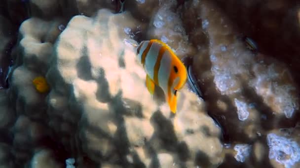 Copperband Butterflyfish Chelmon Rostratus Fish Long Nose Andaman Sea Thailand — Stockvideo