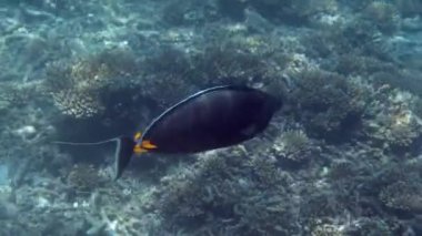 Underwater proposal featuring ORANGESPINE UNICORNFISH swimming among coral reef in Andaman sea. Stunning tropical fish and coral garden seascape. Underwater tropical sea.