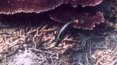 Underwater tropical ORANGESPINE UNICORNFISH swimming among reef coral scene. Coral garden seascape. Underwater Tropical Fishes. Tropical underwater sea fishes. Thailand, Andaman sea