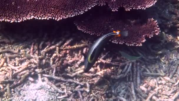 Подводный Тропический Orangespine Unicornfish Плавание Среди Коралловых Рифов Морской Пейзаж — стоковое видео