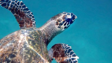 Tropikal mercanlar ve balıklar arasında yüzen vahşi deniz kaplumbağasının sualtı çekimi. Su canlıları, okyanus sürüngenleri doğal ortamlarında. Vahşi yaşam doğası.