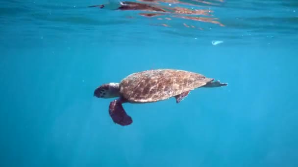 Underwater Video Young Hawksbill Turtle Swimming Blue Sea Turtle Ascends — Stockvideo