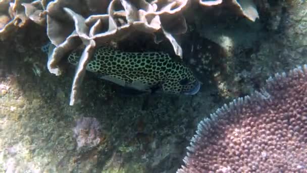 Coral Reef Tropical Many Spotted Sweetlips Fish Swimming Hard Corals — Stockvideo