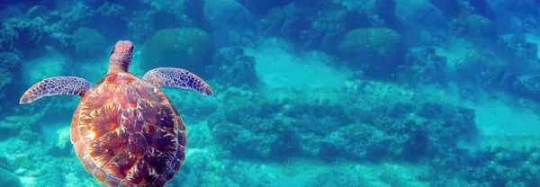 Banner with wild sea turtle swimming among tropical corals and fishes. Aquatic marine life, ocean reptiles in their natural habitat. Wildlife nature.