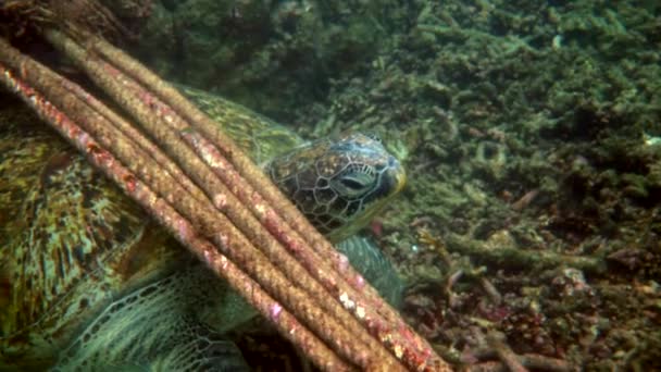 Big Green Turtle Hiding Rock Sailboat Ropes Corals Sea Wildlife — Stockvideo