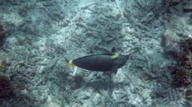 Underwater tropical ORANGESPINE UNICORNFISH swimming among reef coral scene. Coral garden seascape. Underwater Tropical Fishes. Tropical underwater sea fishes. Thailand, Andaman sea