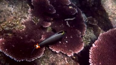 Underwater video capturing vibrant tropical fish swimming in coral garden seascape, shot in Andaman Sea, Thailand. Perfect footage for nature and travel content.