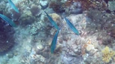 Andaman Denizi 'ndeki mercan resifleri arasında yüzen mavi piyade okulunun sualtı videosu. Şnorkelle yüzen ya da tropikal adaya dalan küçük tropikal deniz balıkları. Tayland 'ın deniz yaşamı