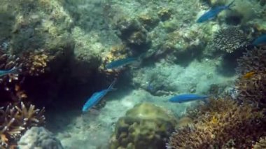 Andaman Denizi 'ndeki mercan resifleri arasında yüzen mavi piyade okulunun sualtı videosu. Şnorkelle yüzen ya da tropikal adaya dalan küçük tropikal deniz balıkları. Tayland 'ın deniz yaşamı