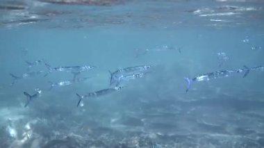 Dussumiers halfbeak fish in Andaman Sea, Thailand. Shoal of tropical fish in clear water. Snorkeling or diving in underwater paradise.