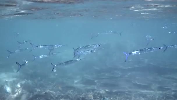 タイのアンダマン海でのダズミエハーフくちばし魚 澄んだ水の熱帯魚の浅瀬 水中パラダイスでのシュノーケリングやダイビング — ストック動画