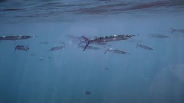 Dussumiers Half Beak Fish Andaman Sea Ταϊλάνδη Σωρεία Τροπικών Ψαριών — Αρχείο Βίντεο