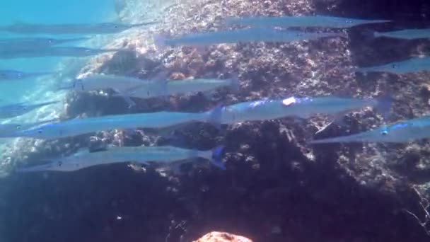 Zwischen Felsen Schwimmende Schwärme Von Flussgarfischen Oder Flussmündungsschnäbeln Unterwasserwelt Mit — Stockvideo
