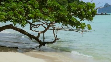 Tropical paradise with stunning landscape of beautiful tree on Thailand seashore. Travel and Asia tourism concept. Summer sea travel. Breathtaking view of tropical island